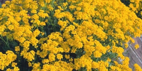 Alyssum rocky: sadnja i njega, fotografija